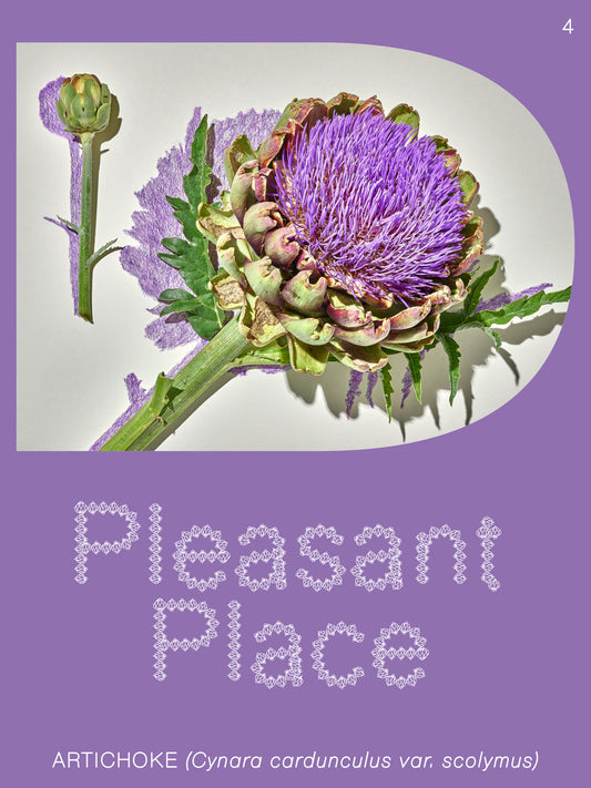 Pleasant Place - Issue 4: Artichoke (Cynara cardunculus var. scolymus)