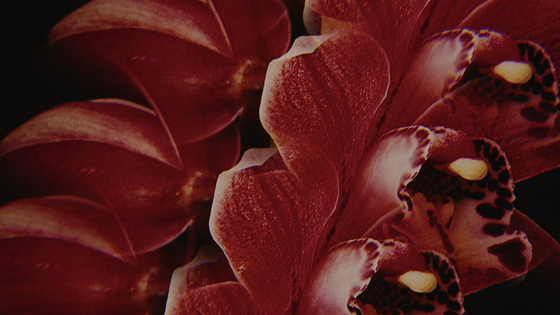 MATSUTAKE GALLERY <br>Sarah Rara - Orchis