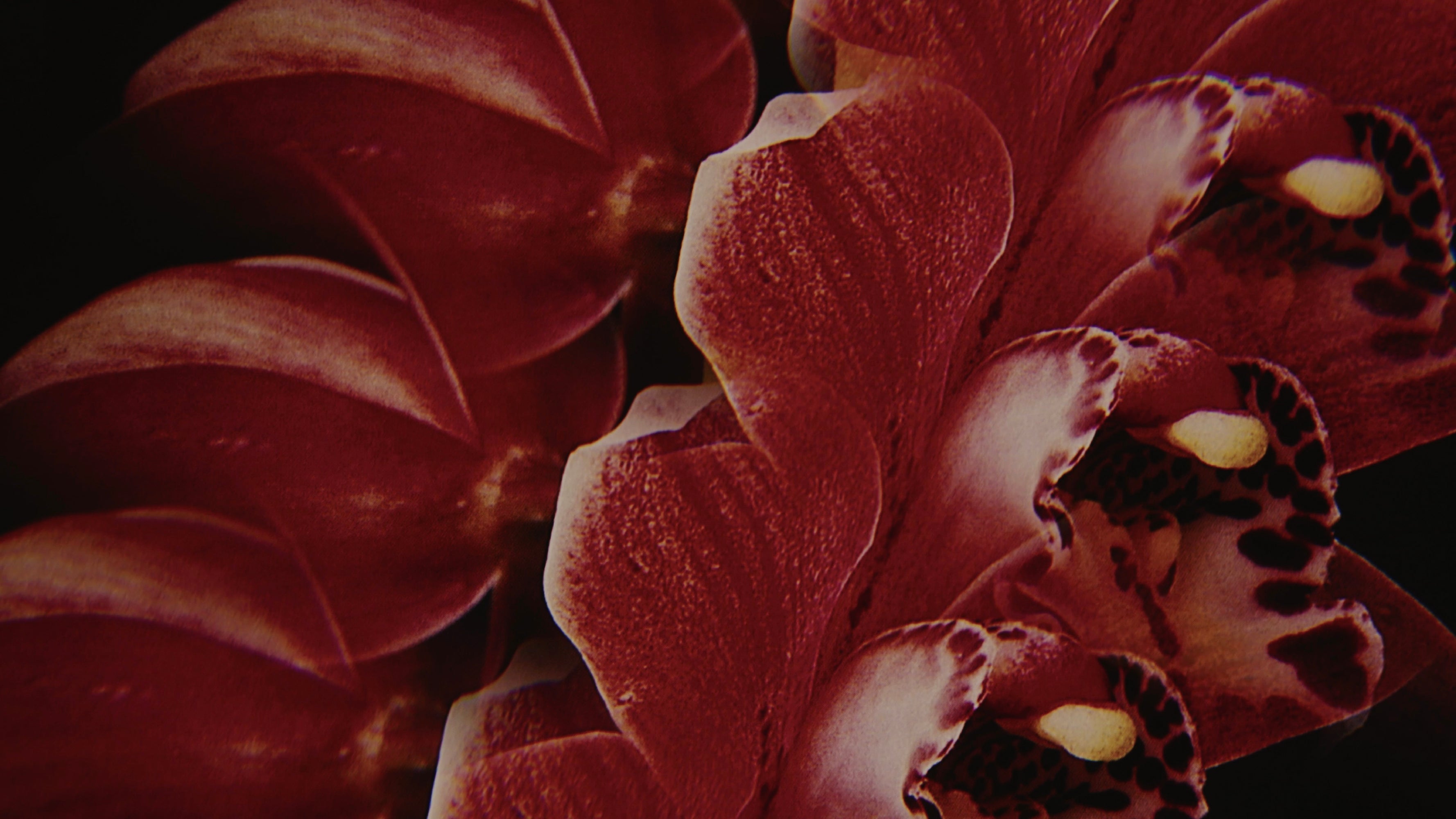 MATSUTAKE GALLERY <br>Sarah Rara - Orchis