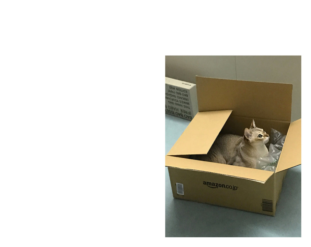 Takashi Homma - This Is Not My Cat