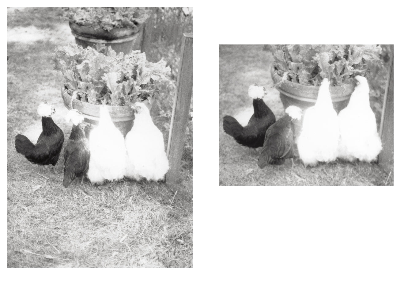 Jochen Lempert - Local Ecology - Moulin des Ribes