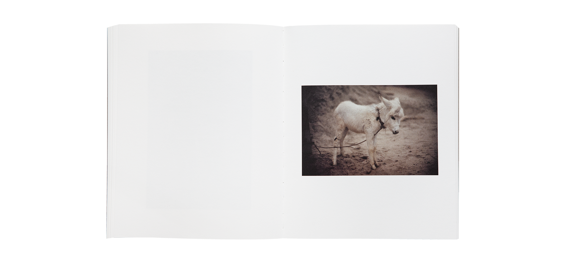 Paolo Roversi - L'Odeur de l'Inde