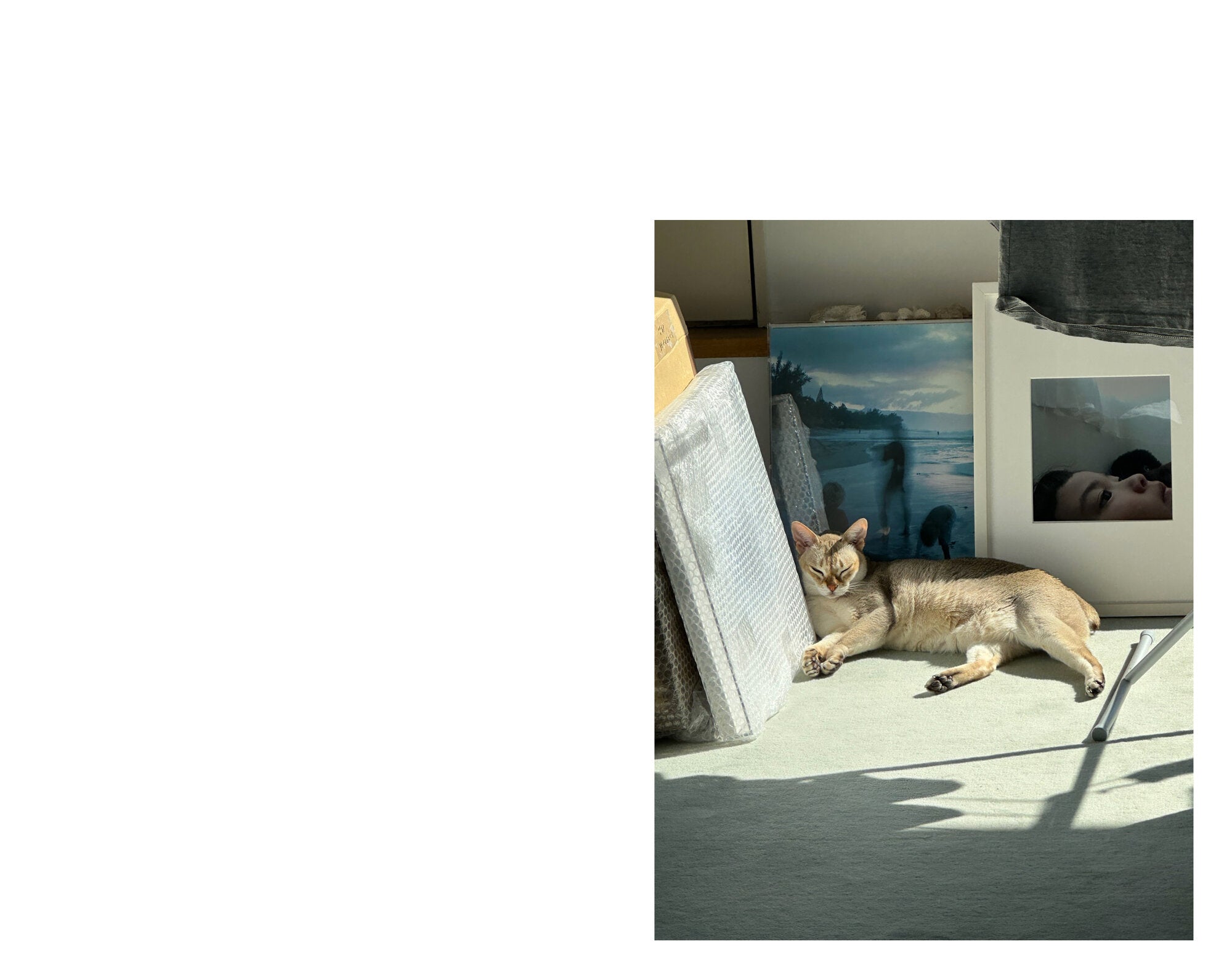 Takashi Homma - This Is Not My Cat