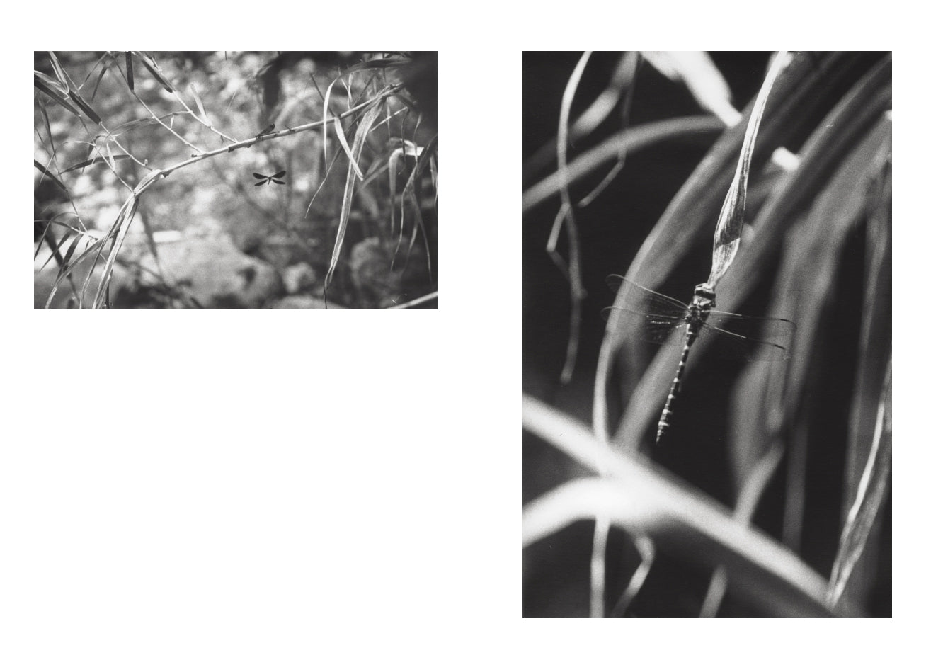 Jochen Lempert - Local Ecology - Moulin des Ribes