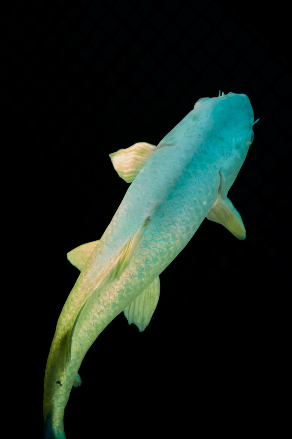 Carlijn Jacobs - Sleeping Beauty