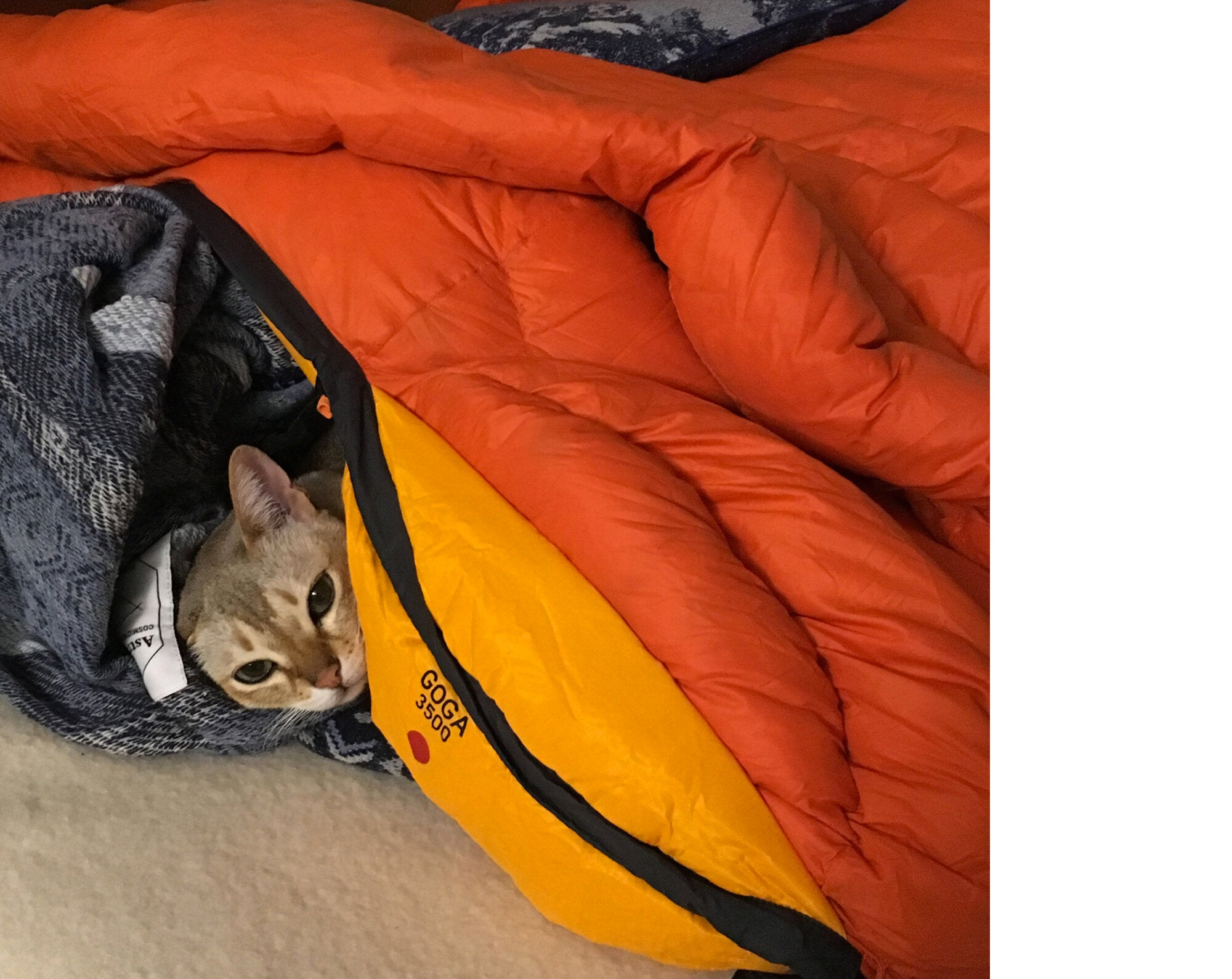 Takashi Homma - This Is Not My Cat