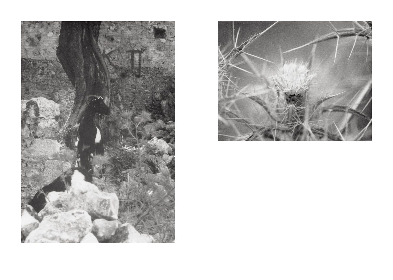 Jochen Lempert - Local Ecology - Kastellorizo