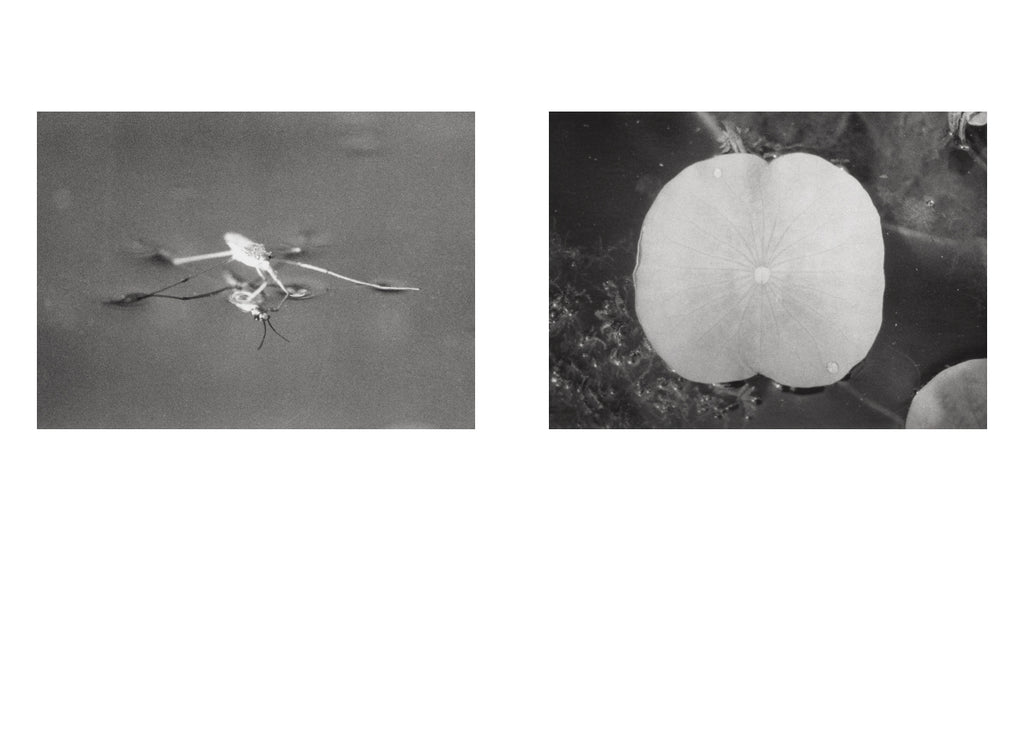 Jochen Lempert - Local Ecology - Moulin des Ribes