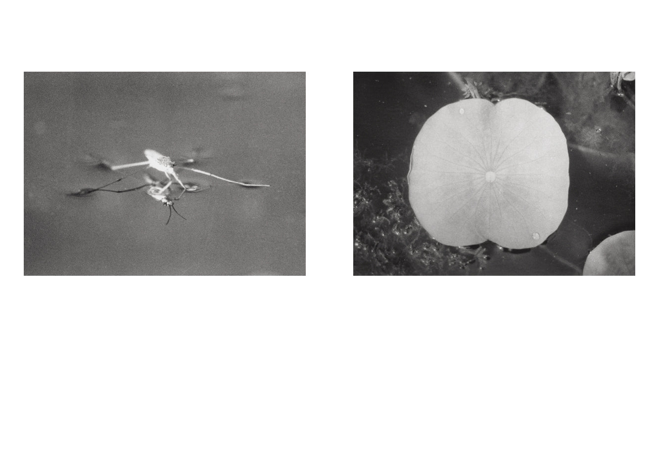 Jochen Lempert - Local Ecology - Moulin des Ribes