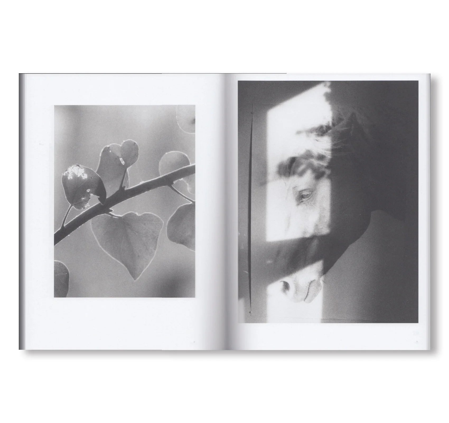 Jochen Lempert - Natural Sources – Yvon Lambert Paris