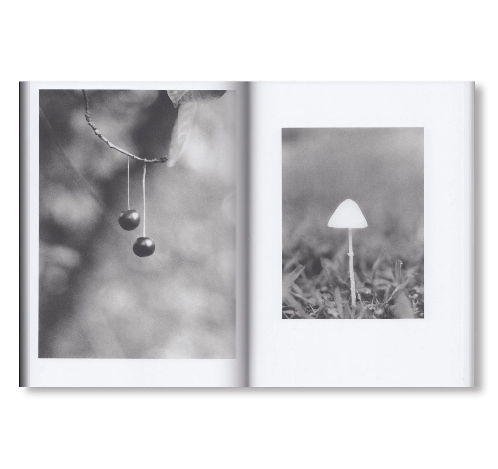 Jochen Lempert - Natural Sources – Yvon Lambert Paris