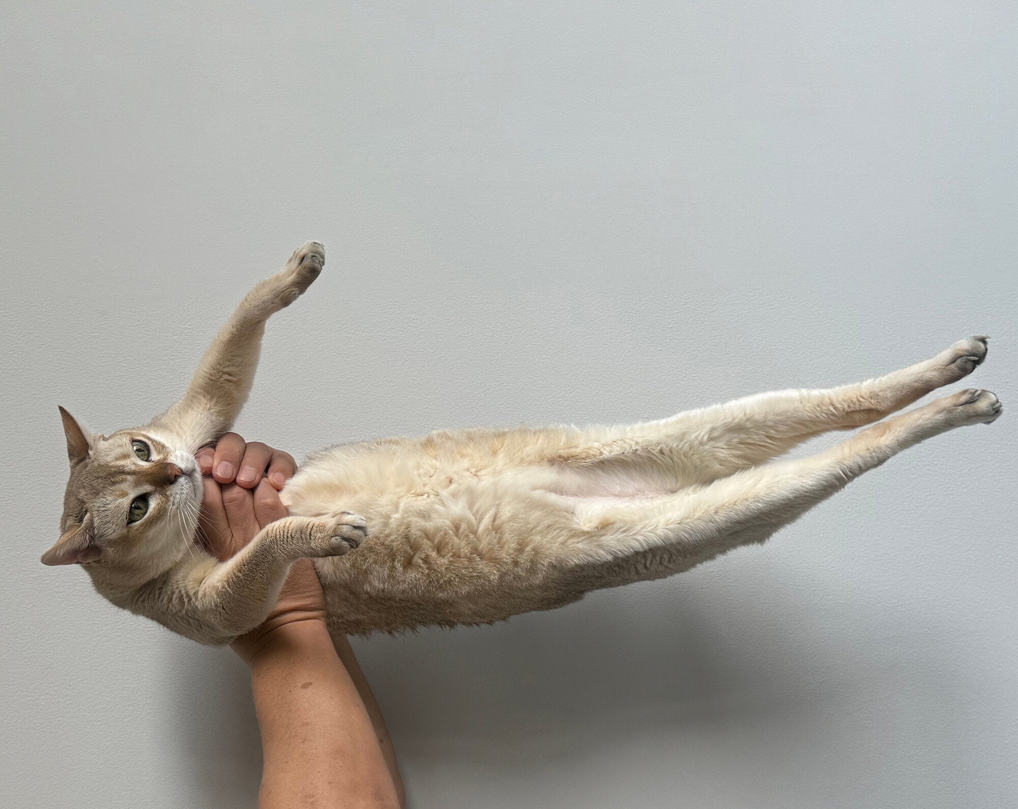 Takashi Homma - This Is Not My Cat