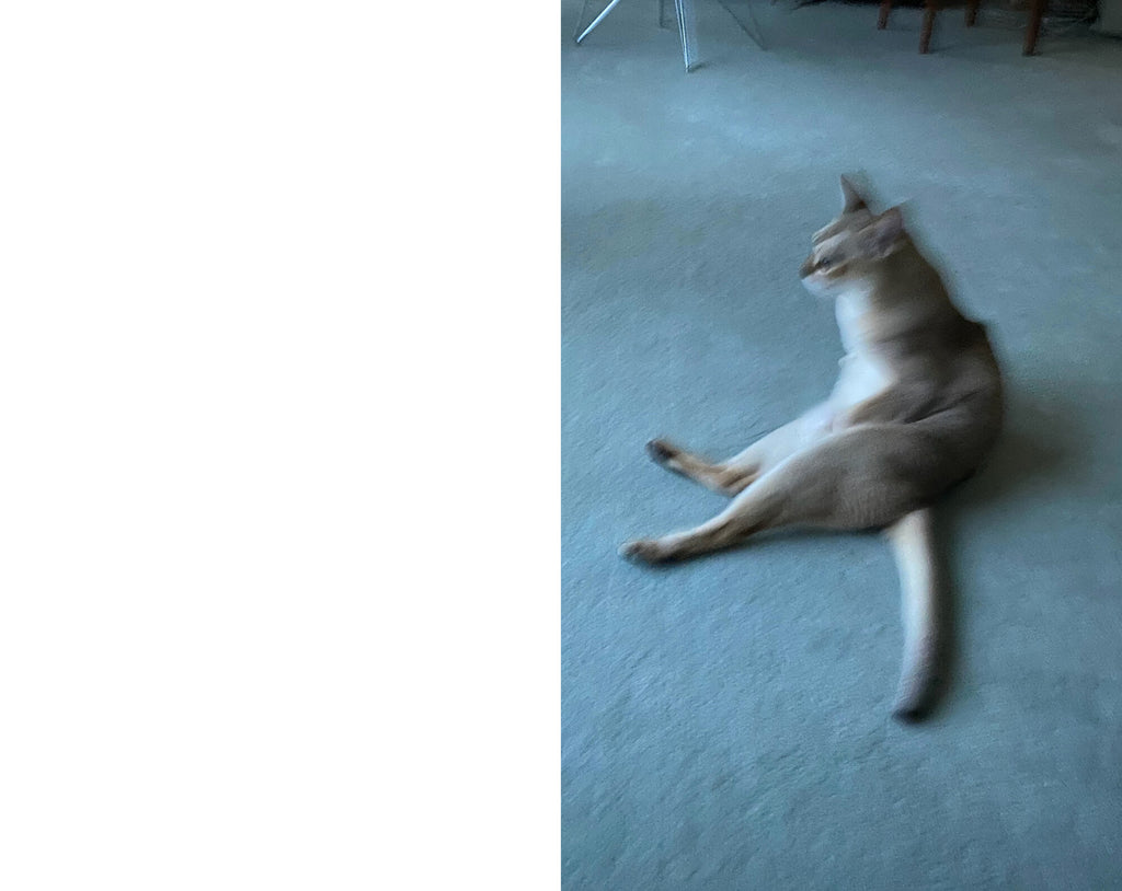 Takashi Homma - This Is Not My Cat