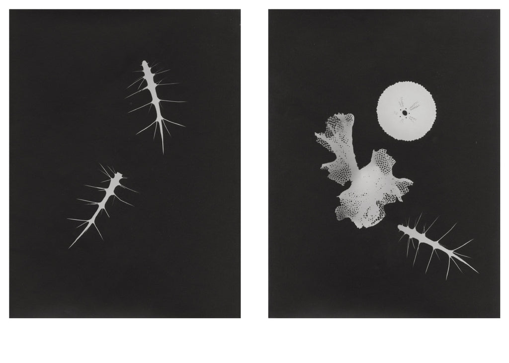 Jochen Lempert - Local Ecology - Kastellorizo