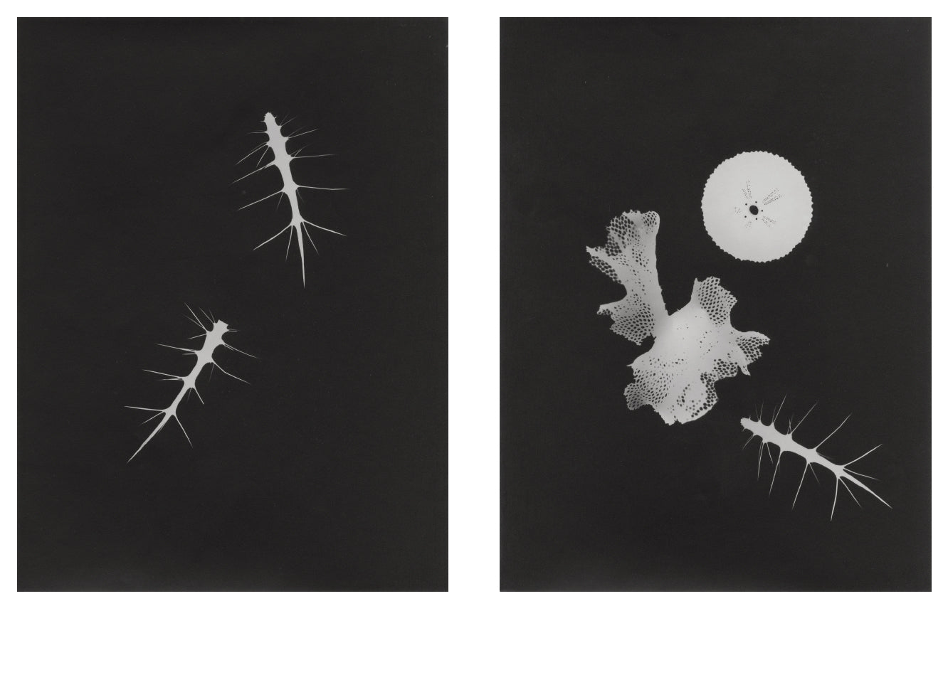 Jochen Lempert - Local Ecology - Kastellorizo