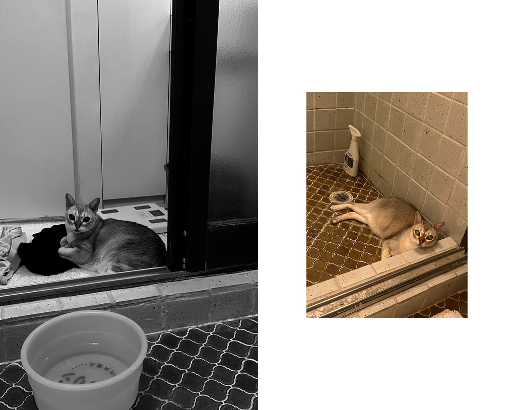 Takashi Homma - This Is Not My Cat