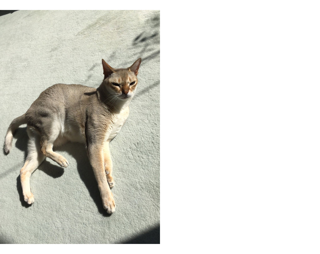 Takashi Homma - This Is Not My Cat