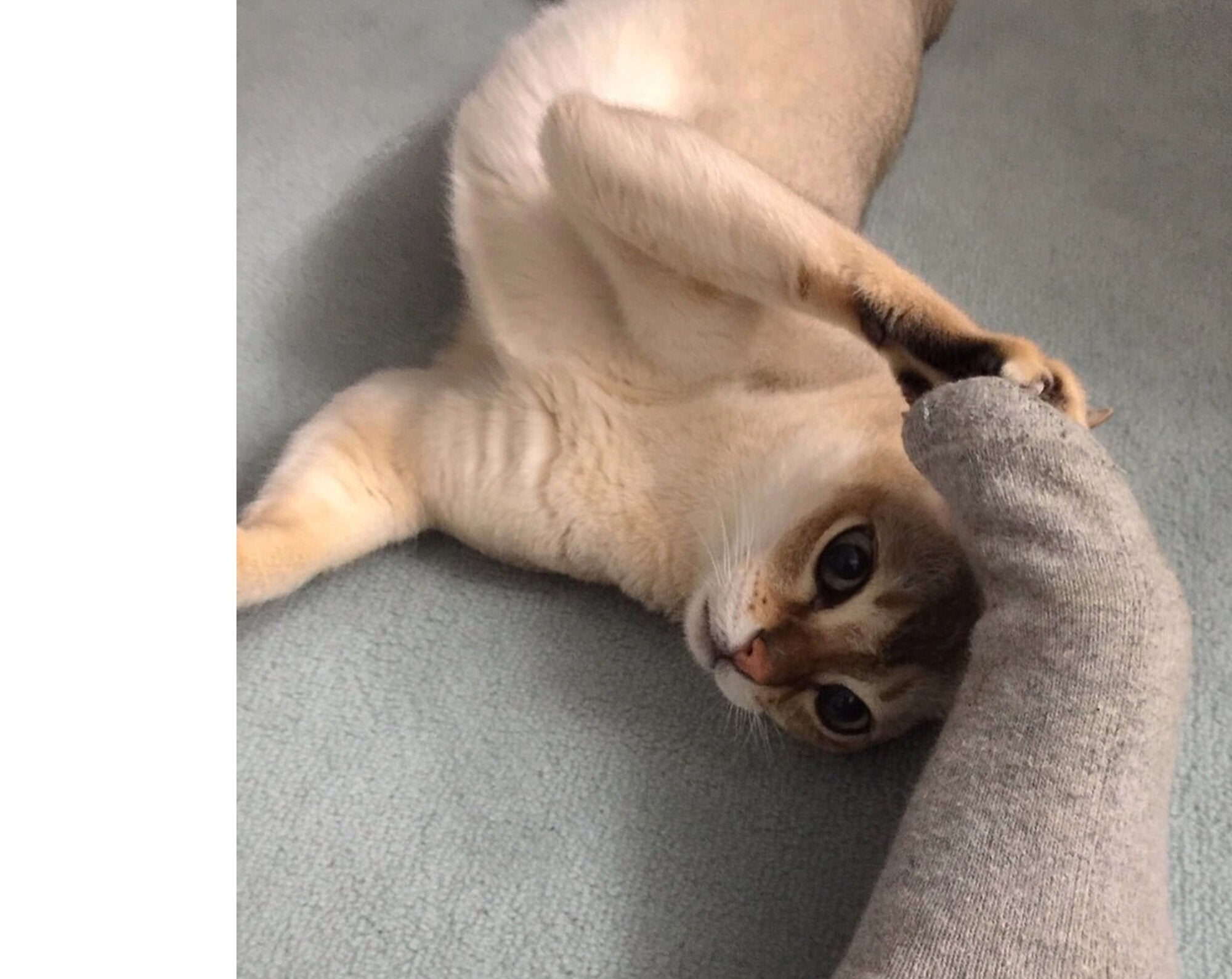 Takashi Homma - This Is Not My Cat