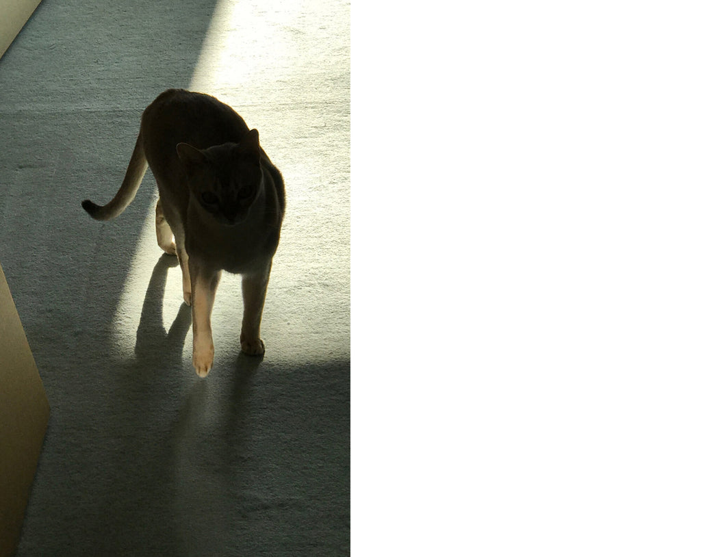Takashi Homma - This Is Not My Cat