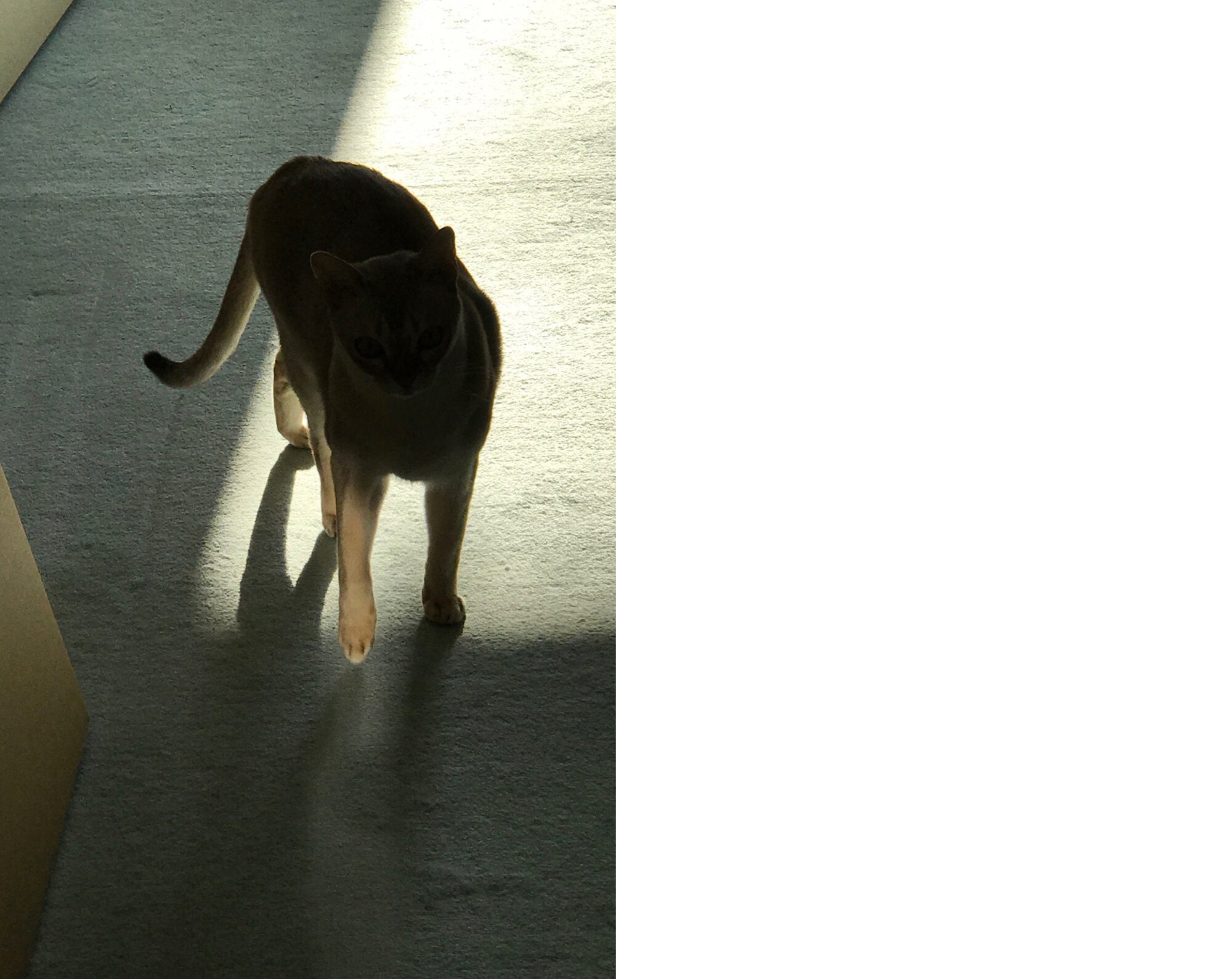Takashi Homma - This Is Not My Cat