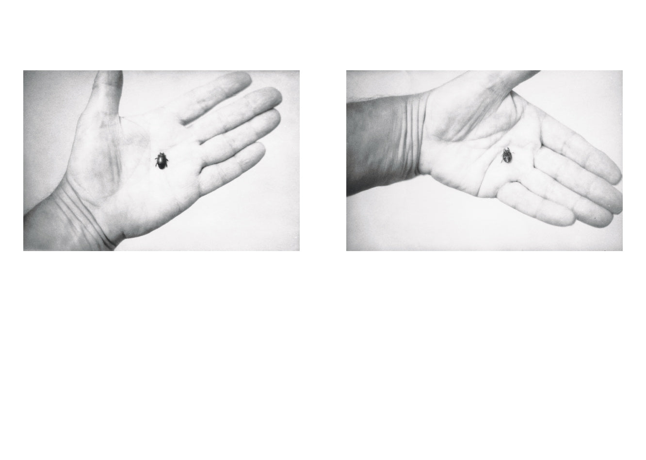 Jochen Lempert - Local Ecology - Moulin des Ribes