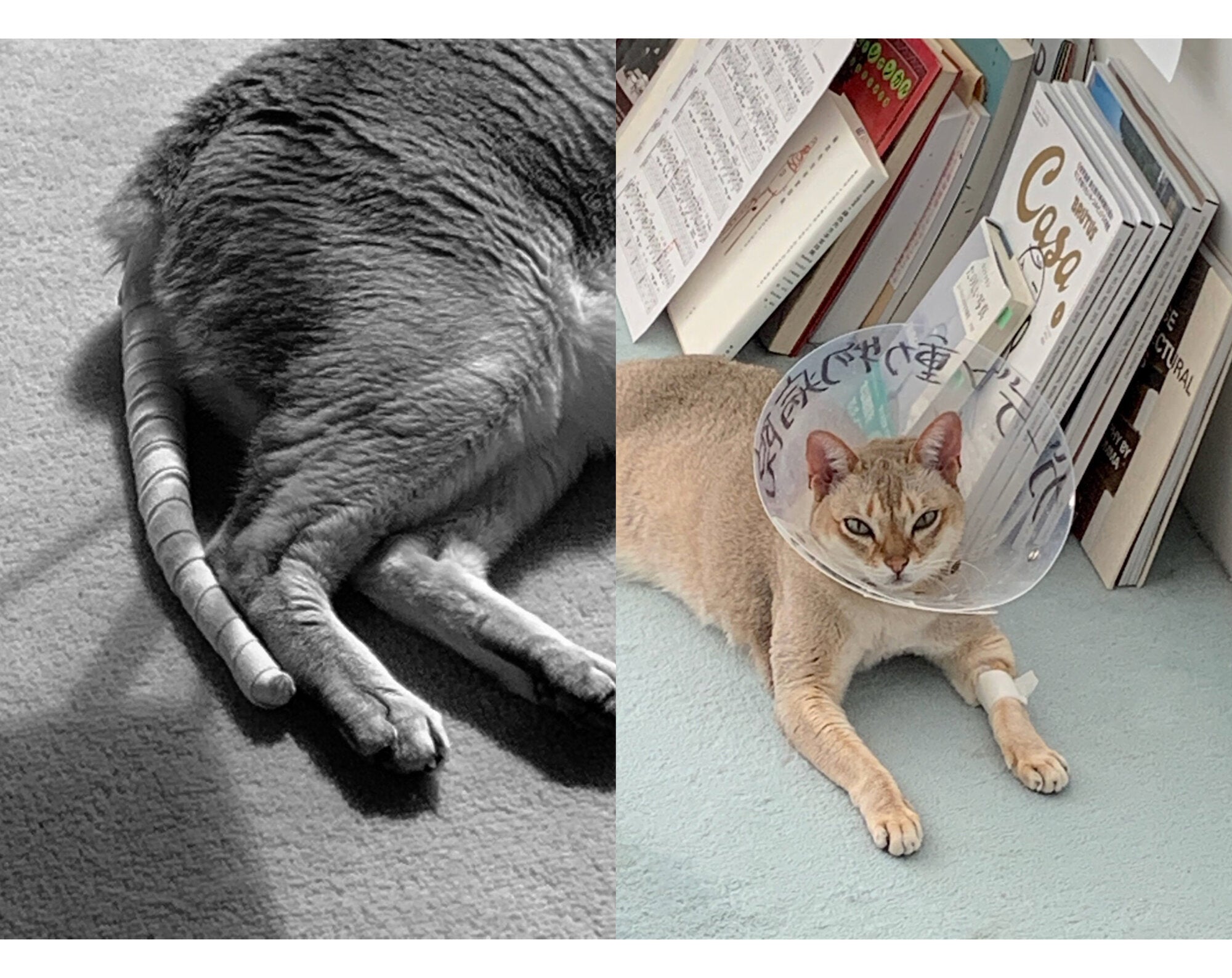 Takashi Homma - This Is Not My Cat