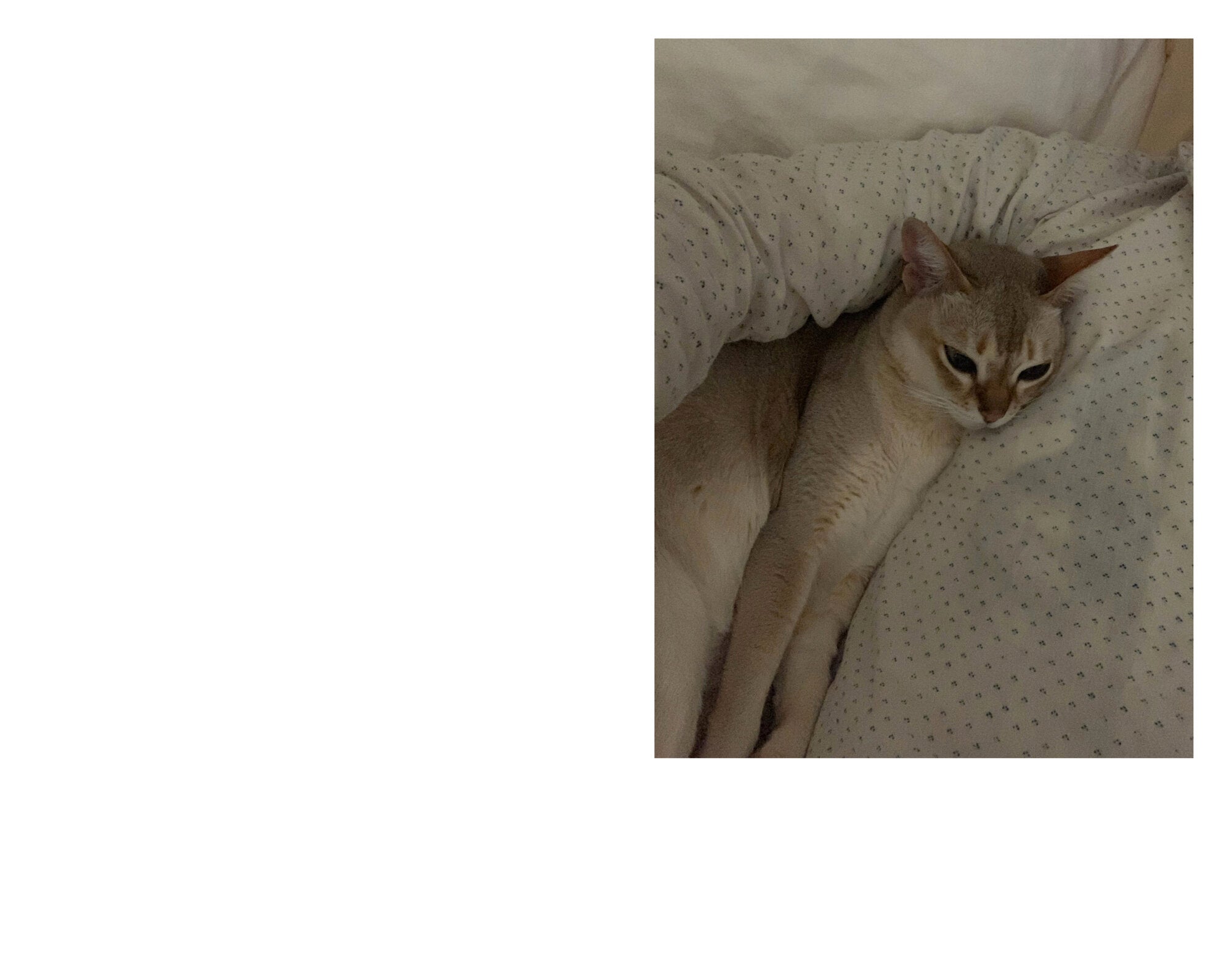 Takashi Homma - This Is Not My Cat