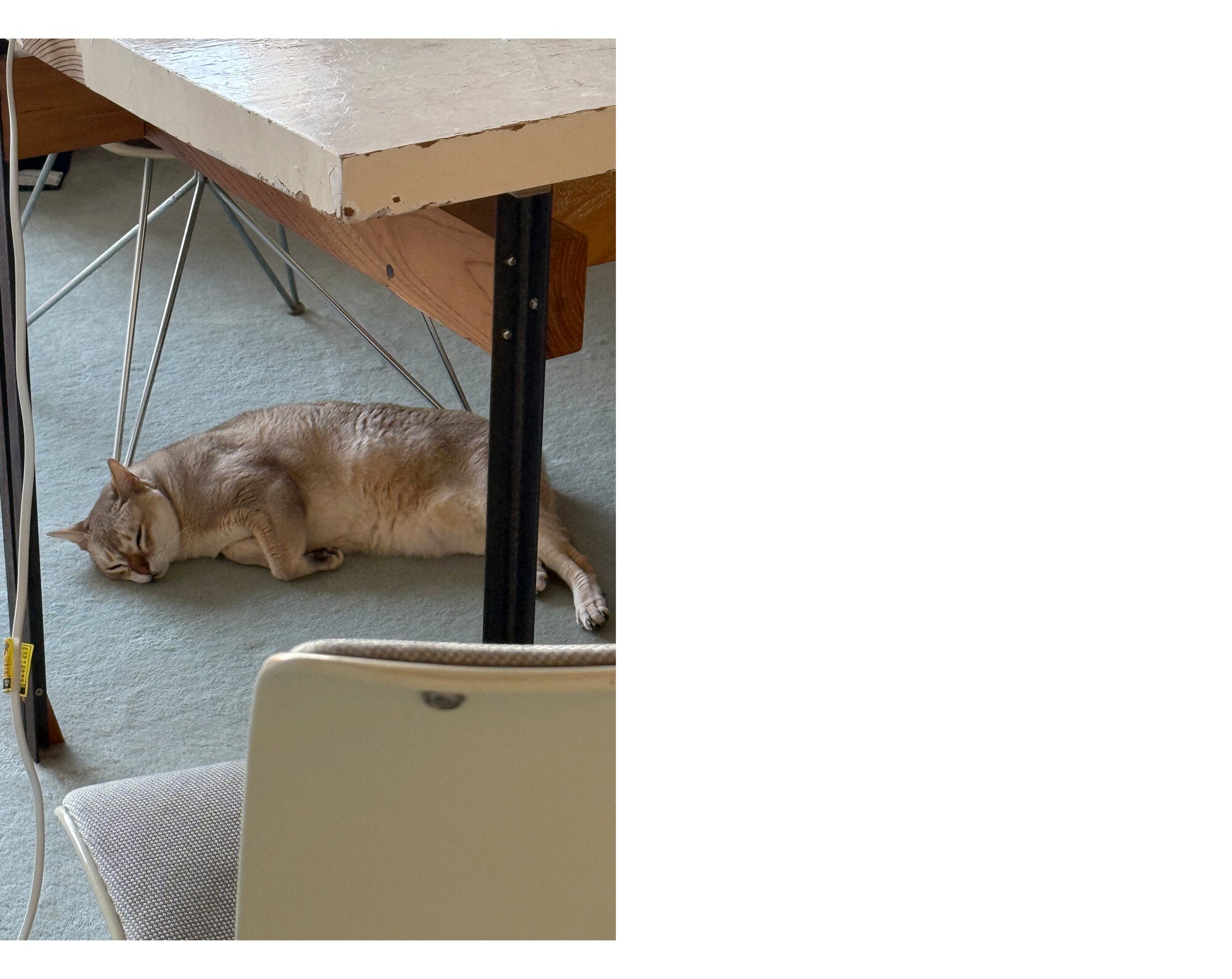 Takashi Homma - This Is Not My Cat