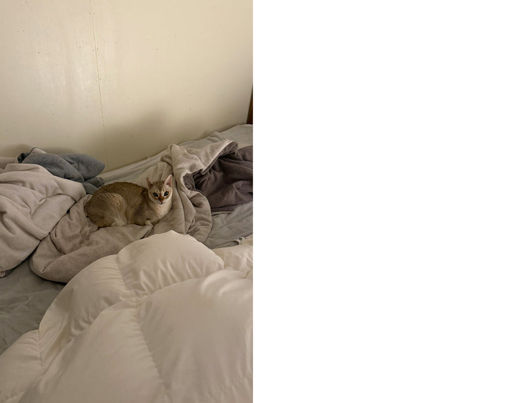 Takashi Homma - This Is Not My Cat