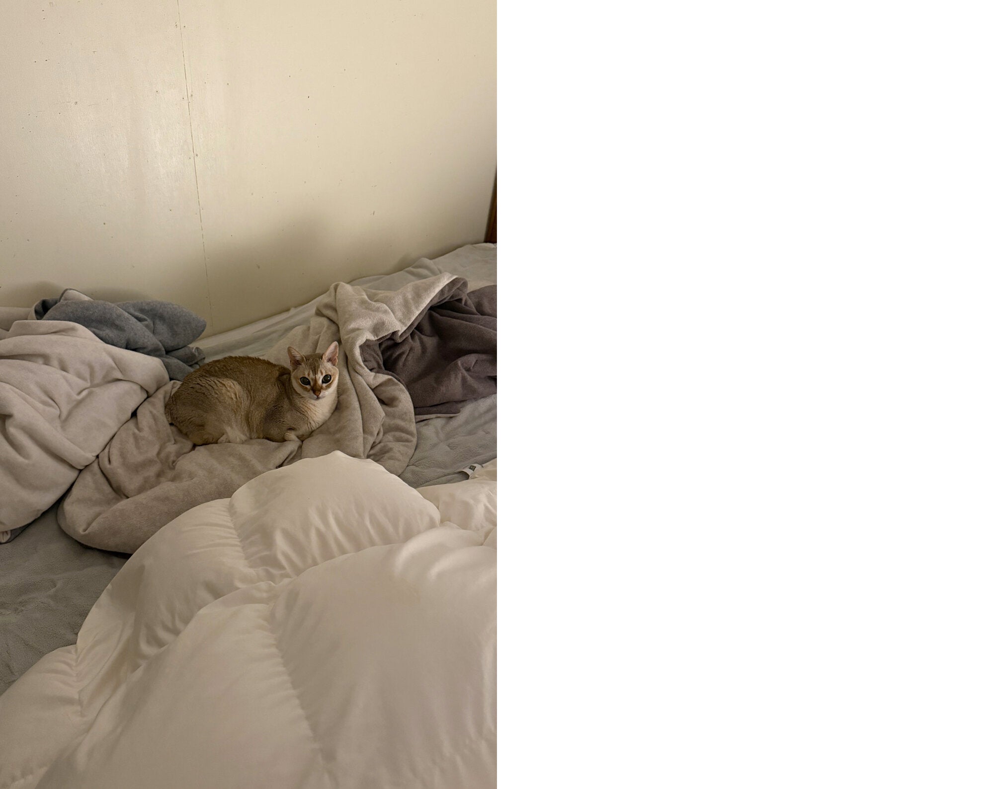 Takashi Homma - This Is Not My Cat