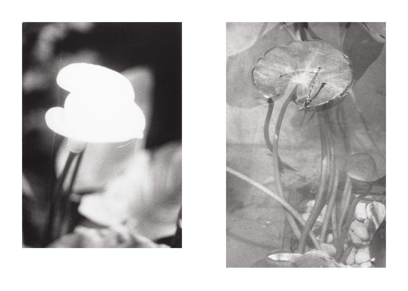 Jochen Lempert - Local Ecology - Moulin des Ribes