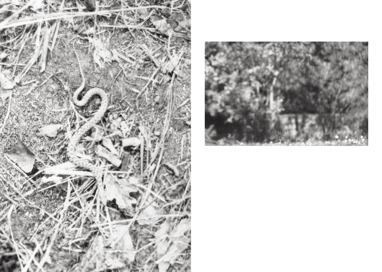 Jochen Lempert - Local Ecology - Moulin des Ribes