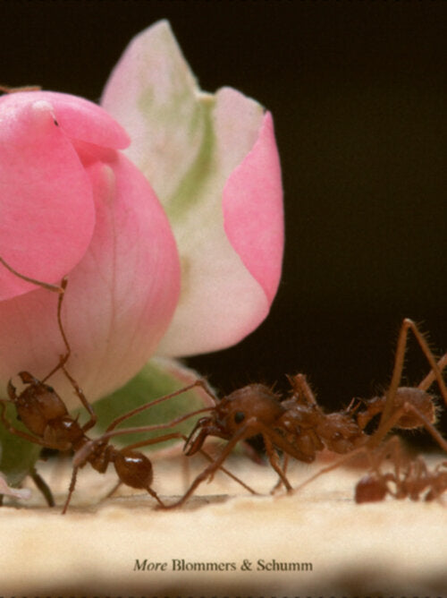 Blommers & Schumm - More