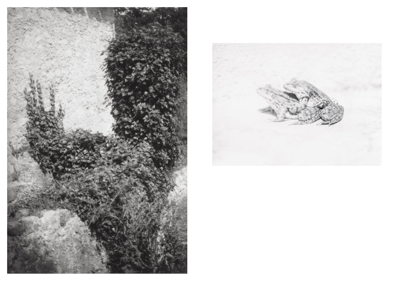Jochen Lempert - Local Ecology - Moulin des Ribes