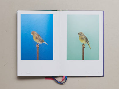 Luke Stephenson - An Incomplete Dictionary of Show Birds Vol.2
