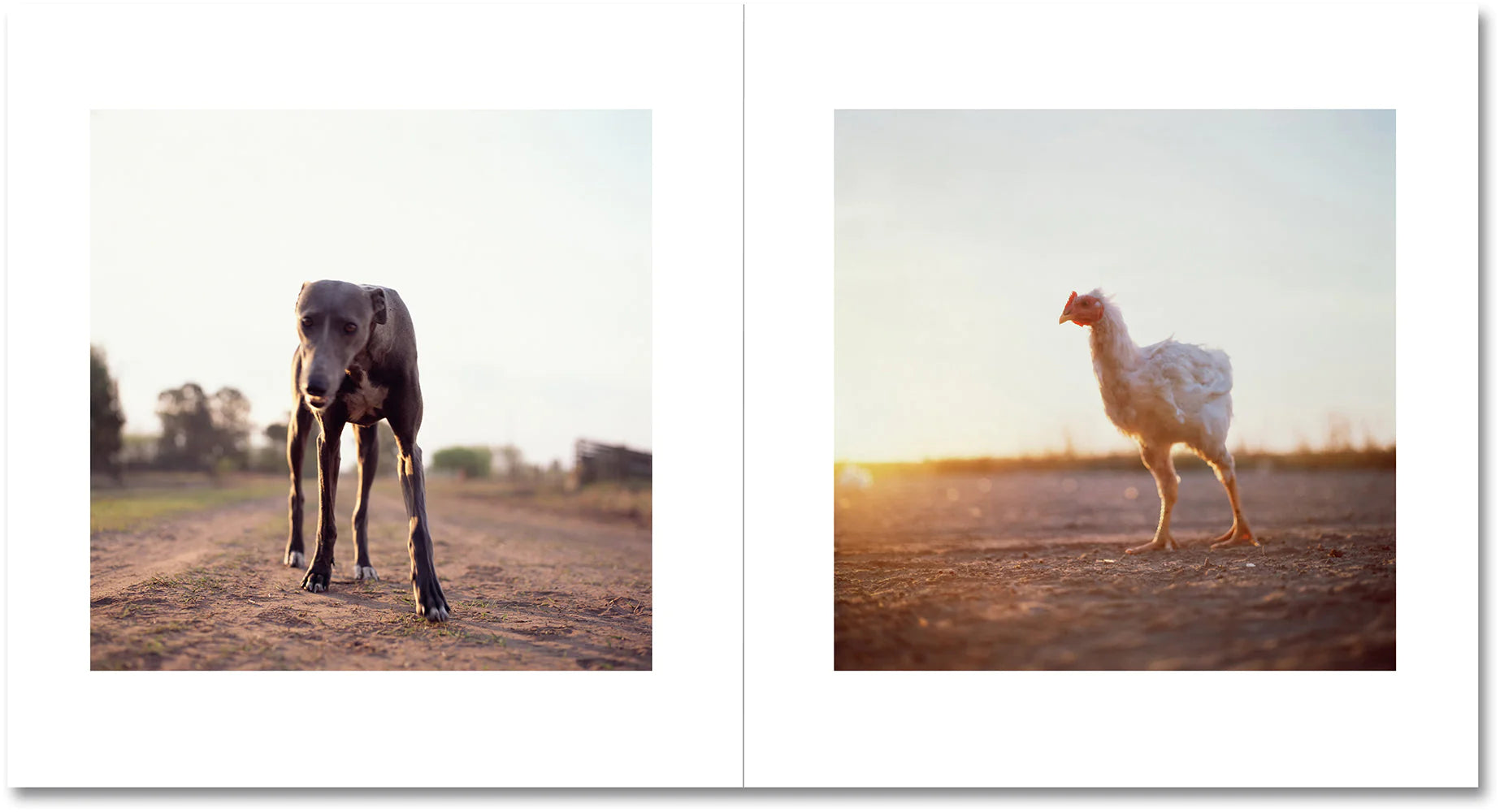 Alessandra Sanguinetti - On the Sixth Day