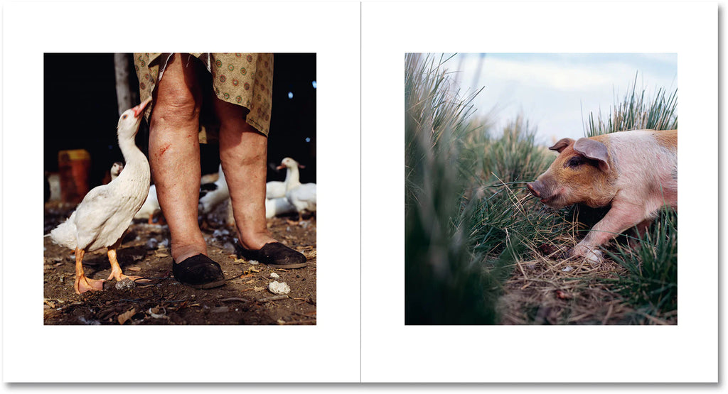 Alessandra Sanguinetti - On the Sixth Day