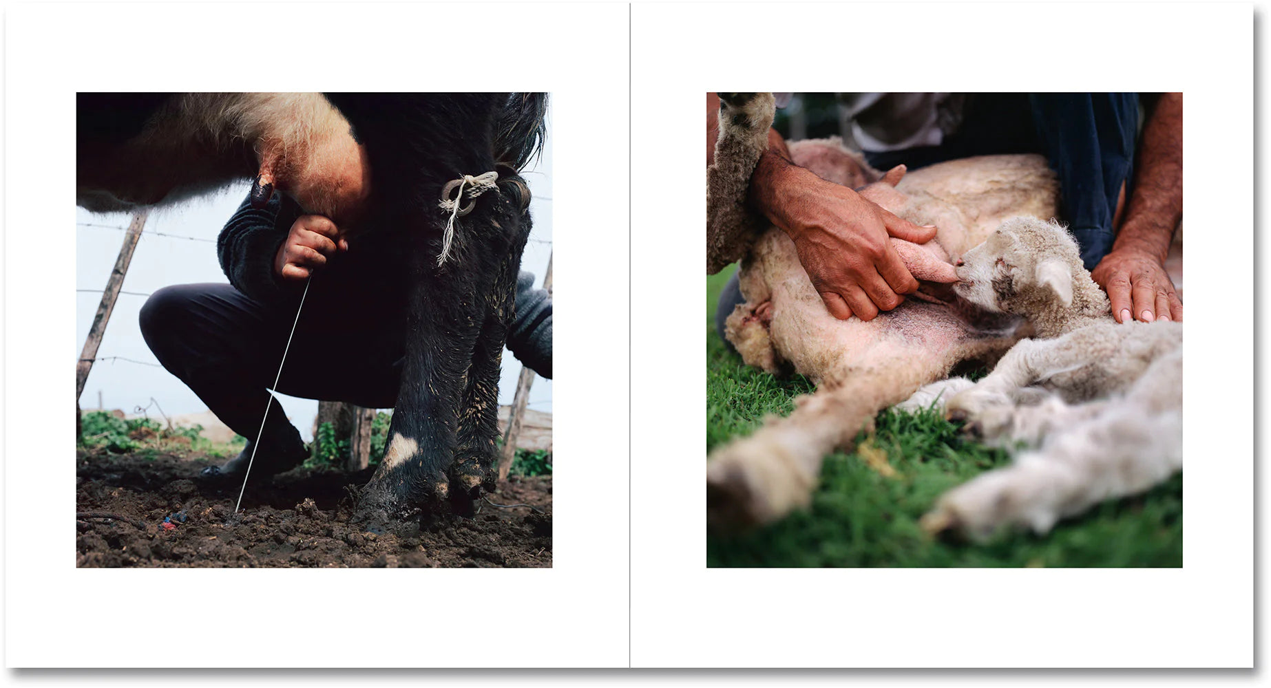 Alessandra Sanguinetti - On the Sixth Day