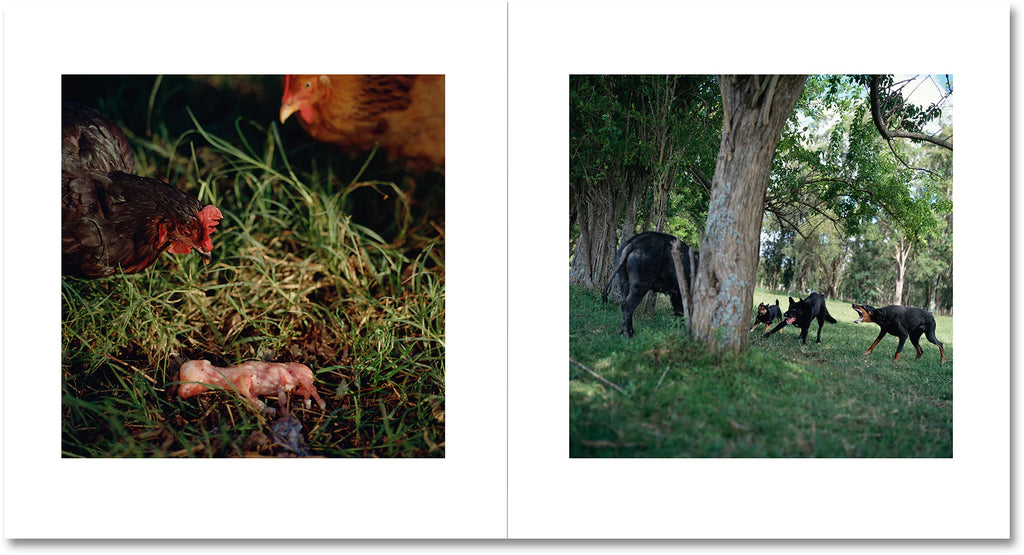 Alessandra Sanguinetti - On the Sixth Day