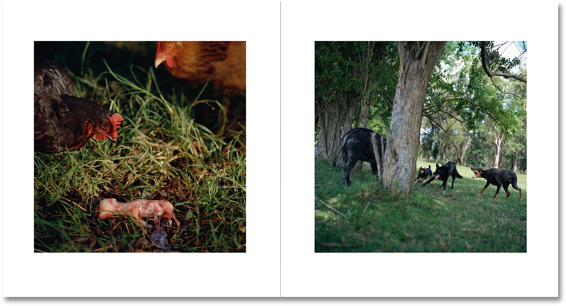 Alessandra Sanguinetti - On the Sixth Day