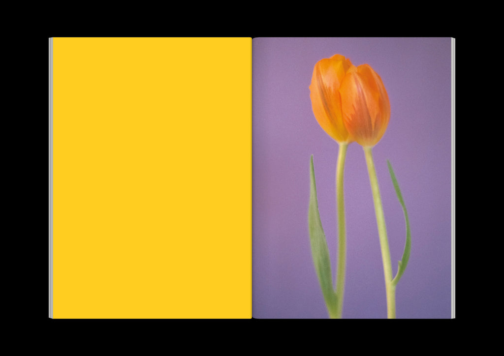 Paula Codoner - The Chromatics of Flowers