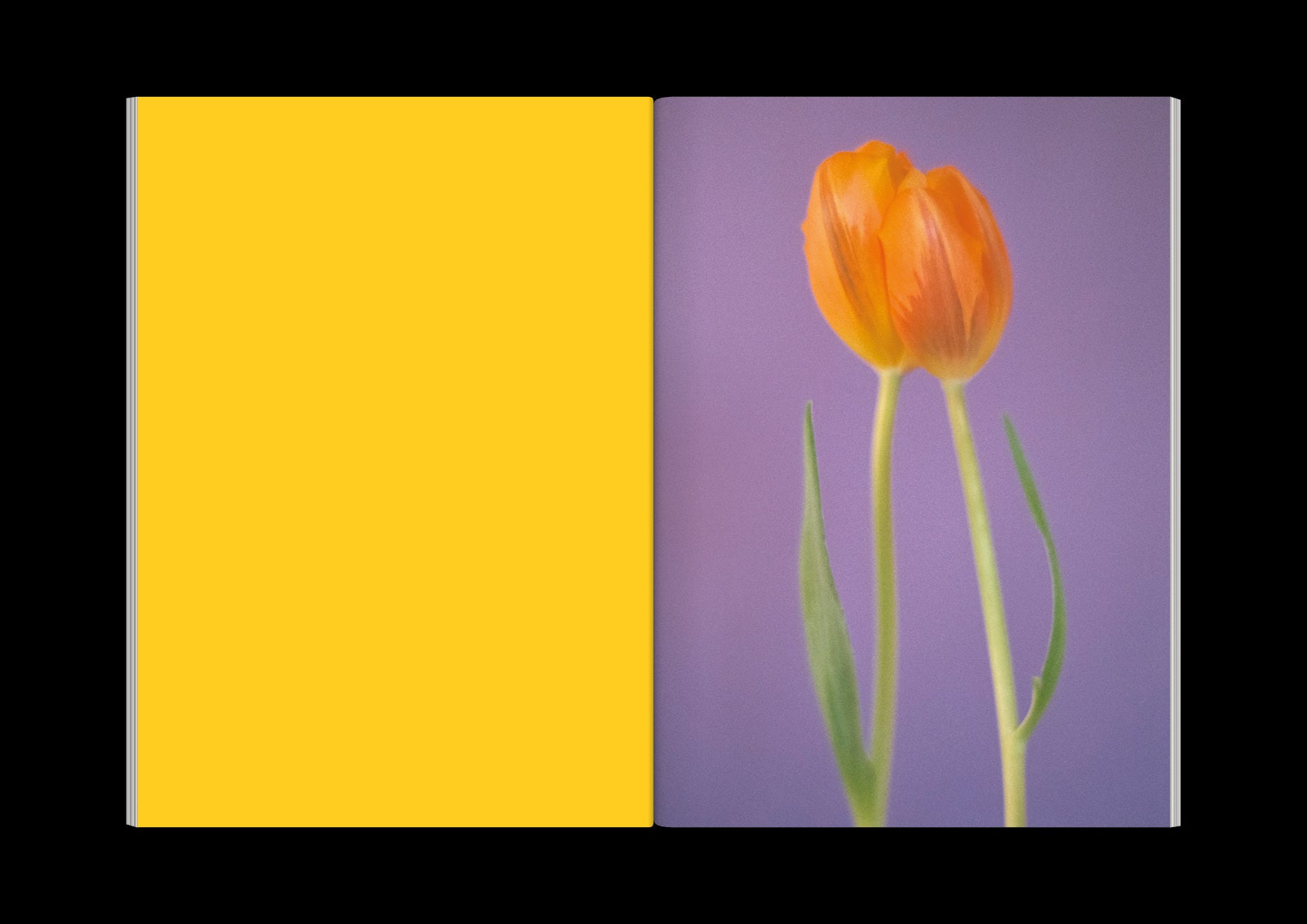 Paula Codoner - The Chromatics of Flowers