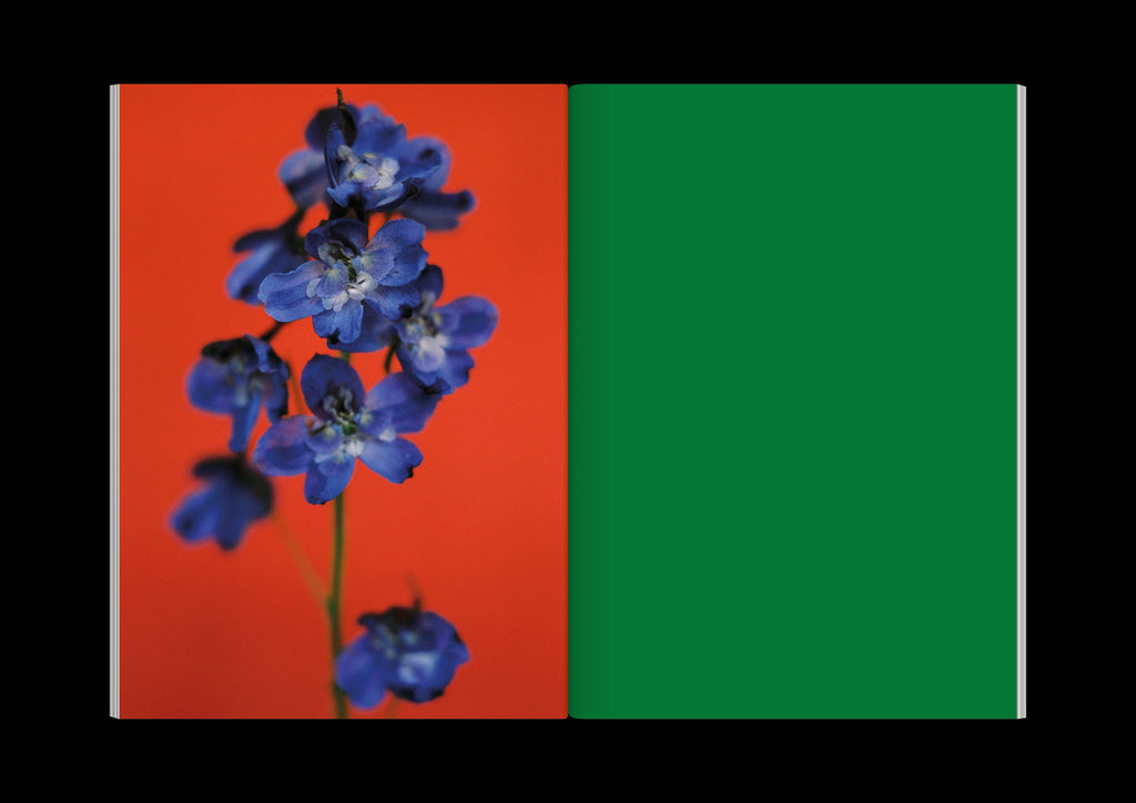 Paula Codoner - The Chromatics of Flowers