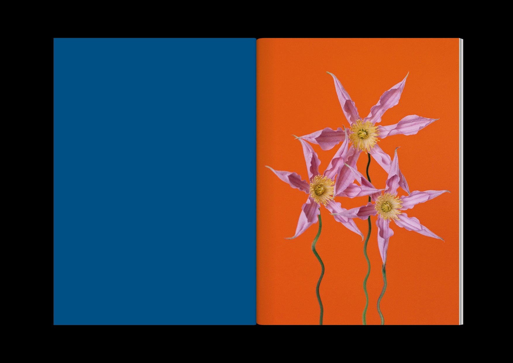 Paula Codoner - The Chromatics of Flowers