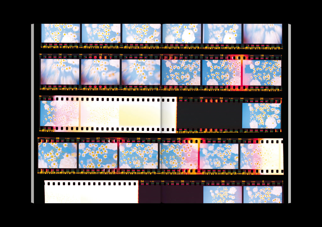 Paula Codoner - The Chromatics of Flowers