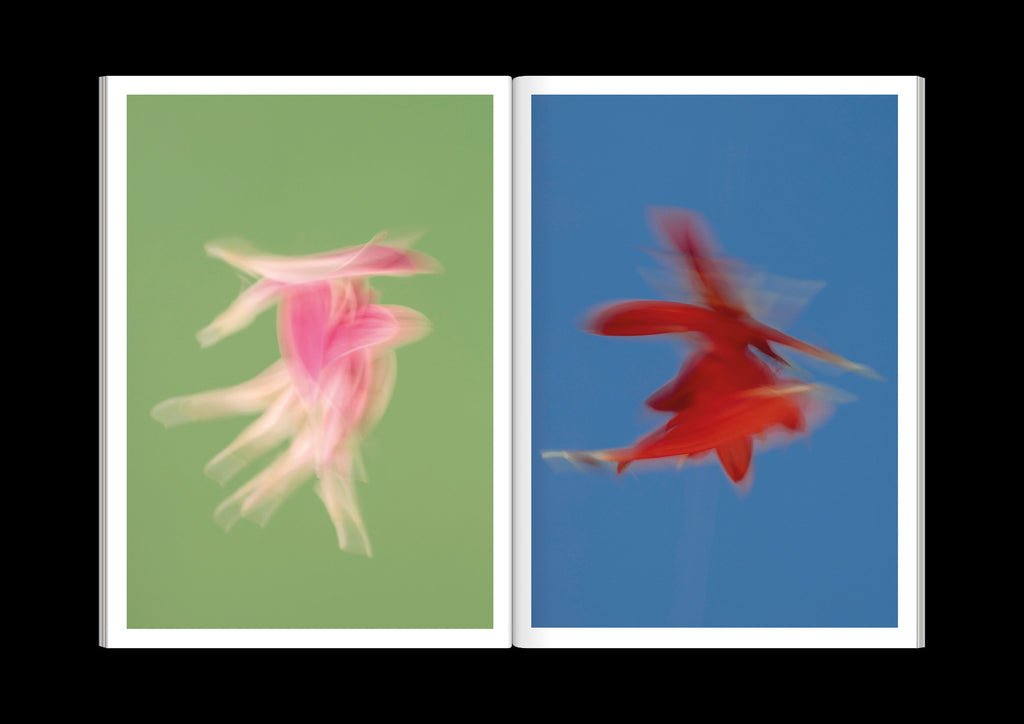 Paula Codoner - The Chromatics of Flowers