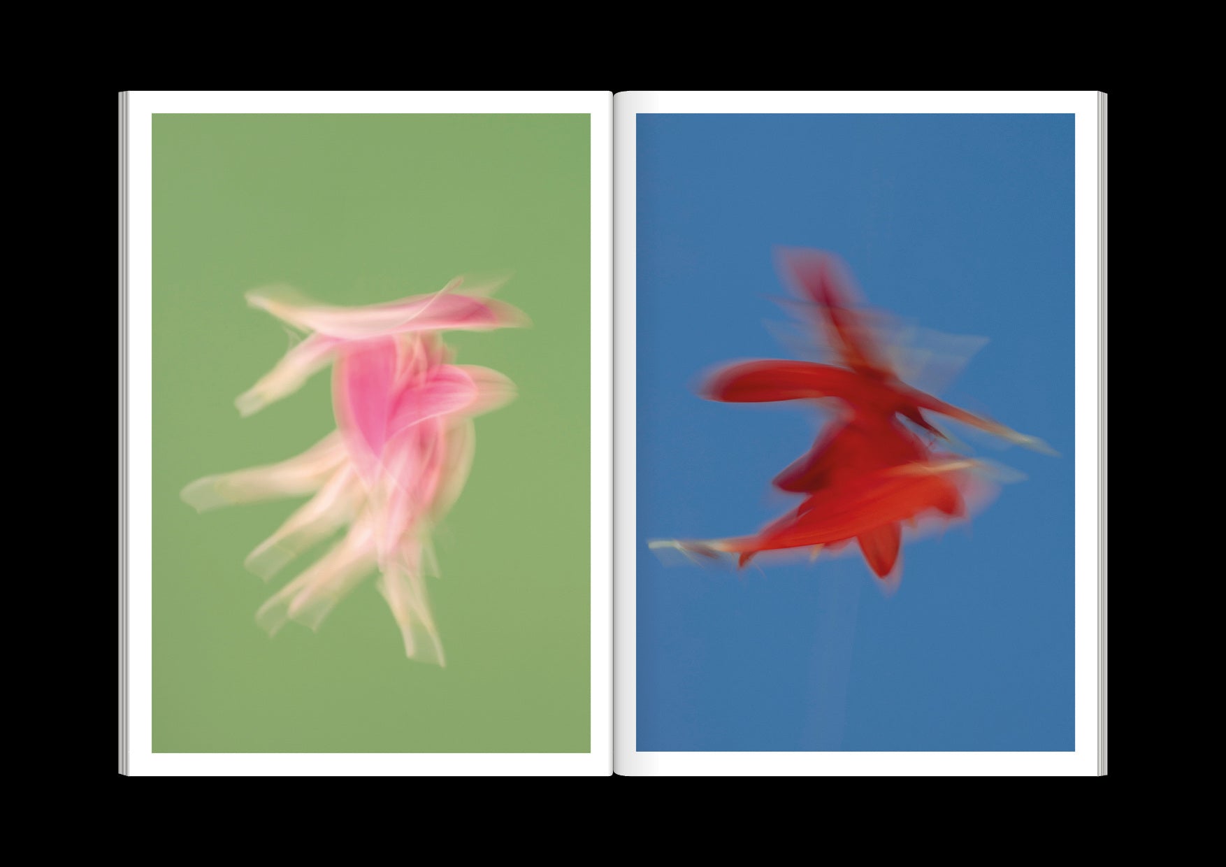 Paula Codoner - The Chromatics of Flowers