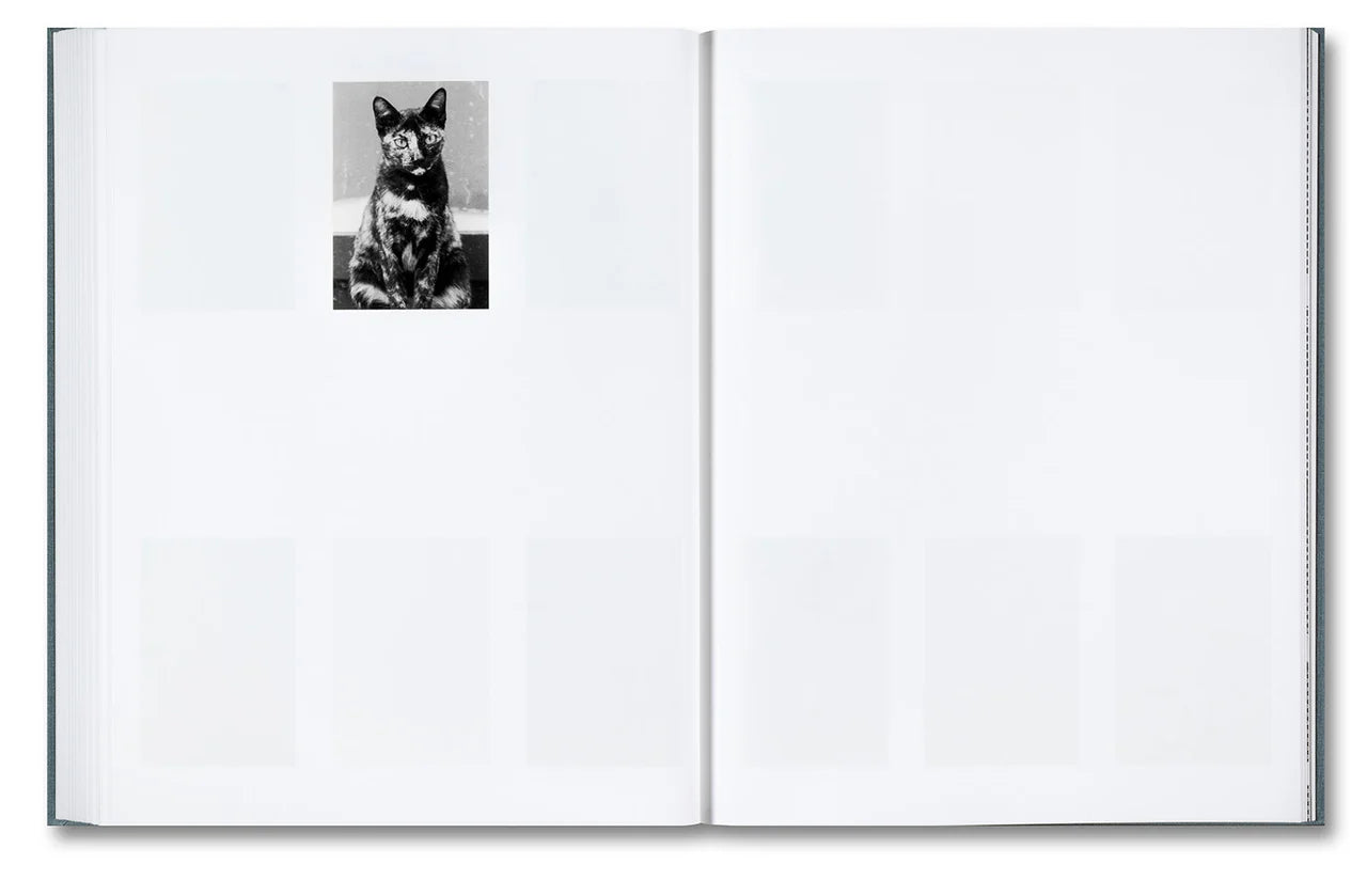 Daniel Shea - Distribution