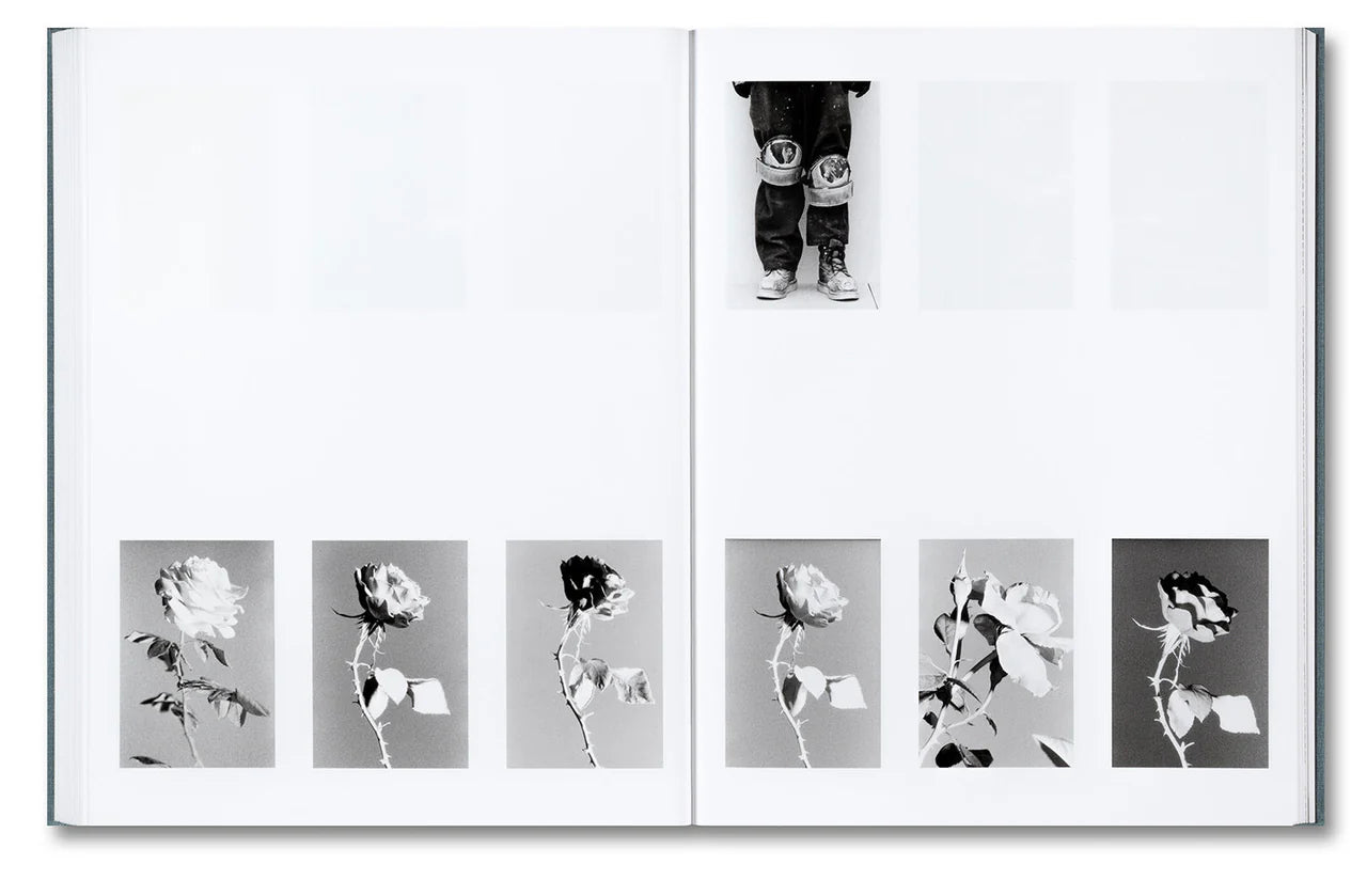 Daniel Shea - Distribution