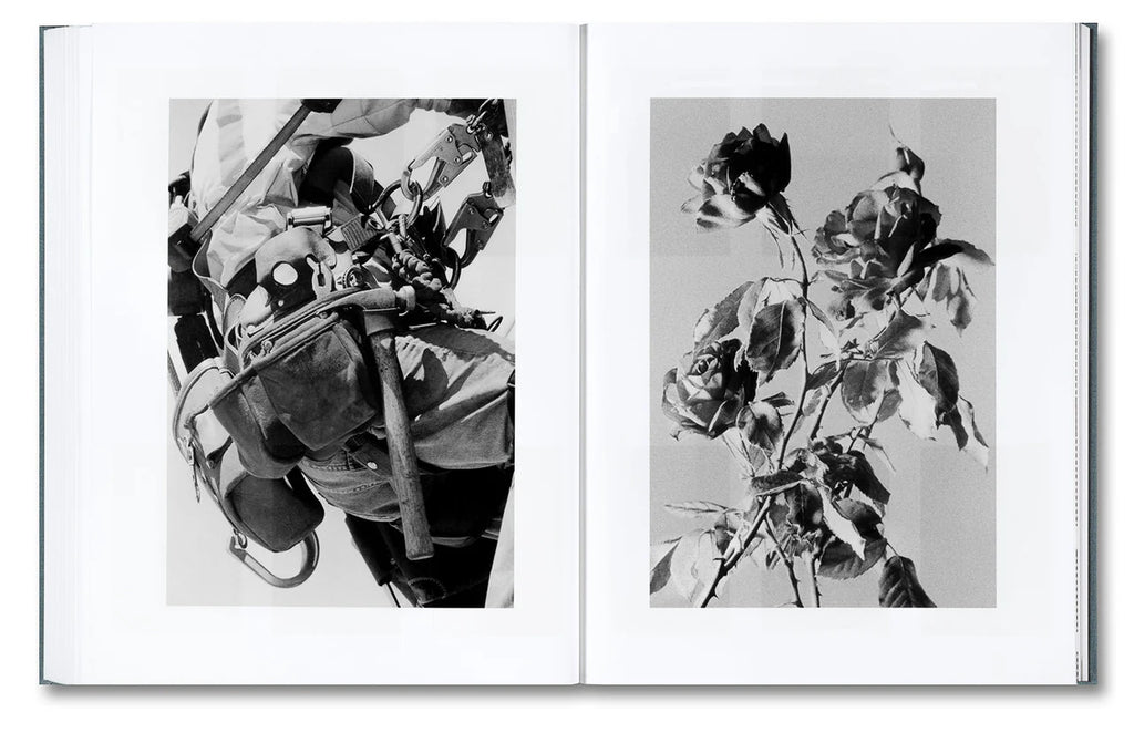 Daniel Shea - Distribution